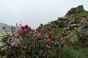 Anello di Cima Lemma e Pizzo Scala dalla Baita del Camoscio il 1 luglio 2019- FOTOGALLERY